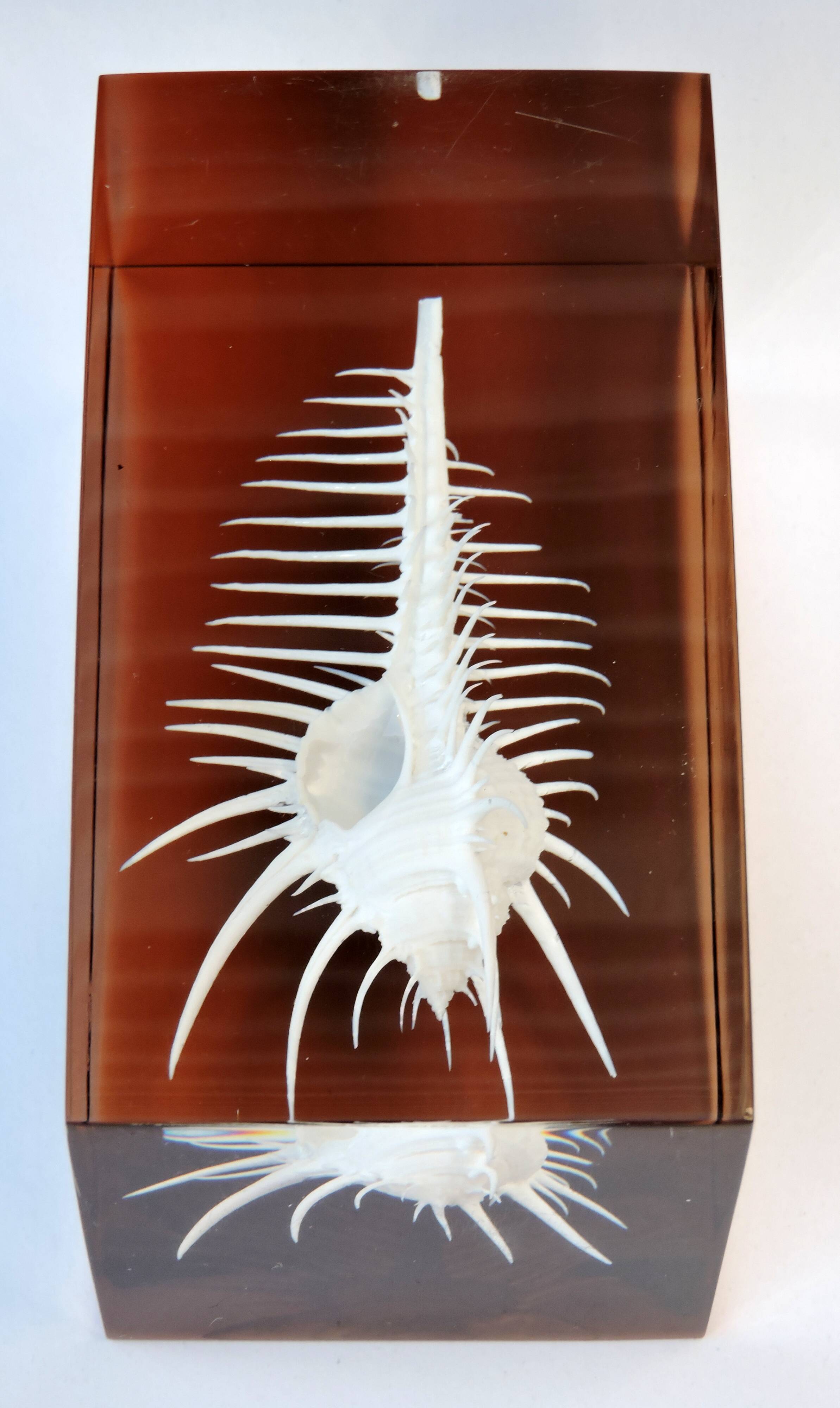 INCLUSION Vintage RESIN SHELL MUREX curiosity cabinet