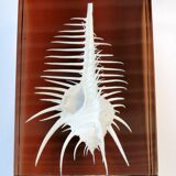 INCLUSION Vintage RESIN SHELL MUREX curiosity cabinet