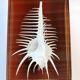 INCLUSION Vintage RESIN SHELL MUREX curiosity cabinet