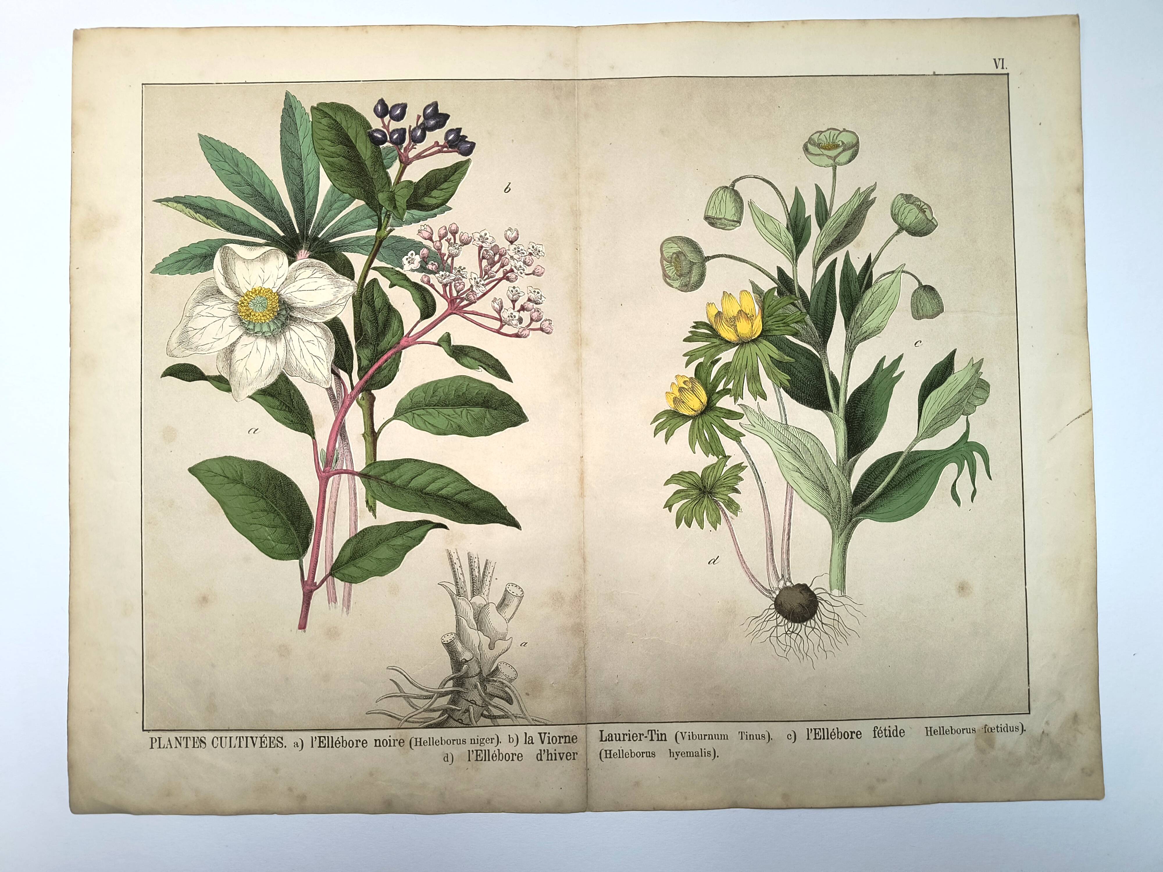 Botanical engraving from 1870 - Viburnum - flower plate lithograph poster