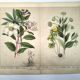 Botanical engraving from 1870 - Viburnum - flower plate lithograph poster