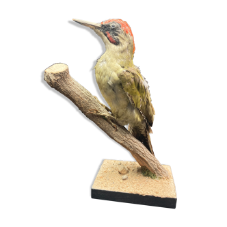 Naturalized green woodpecker taxidermy