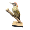 Naturalized green woodpecker taxidermy