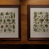 Original lithographs on forest and forest trees