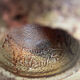 Vallauris candlestick signed 21.5 cm – 1970s brutalist ceramic
