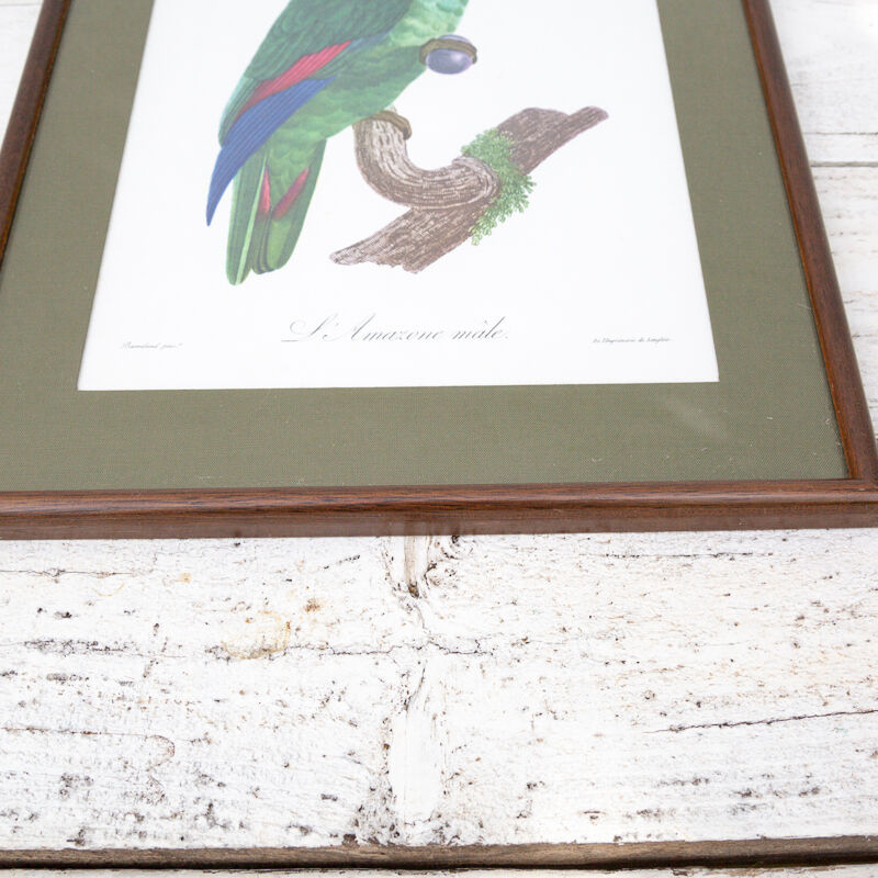 Engraving oiseua parrot the amazon male jacques barraband