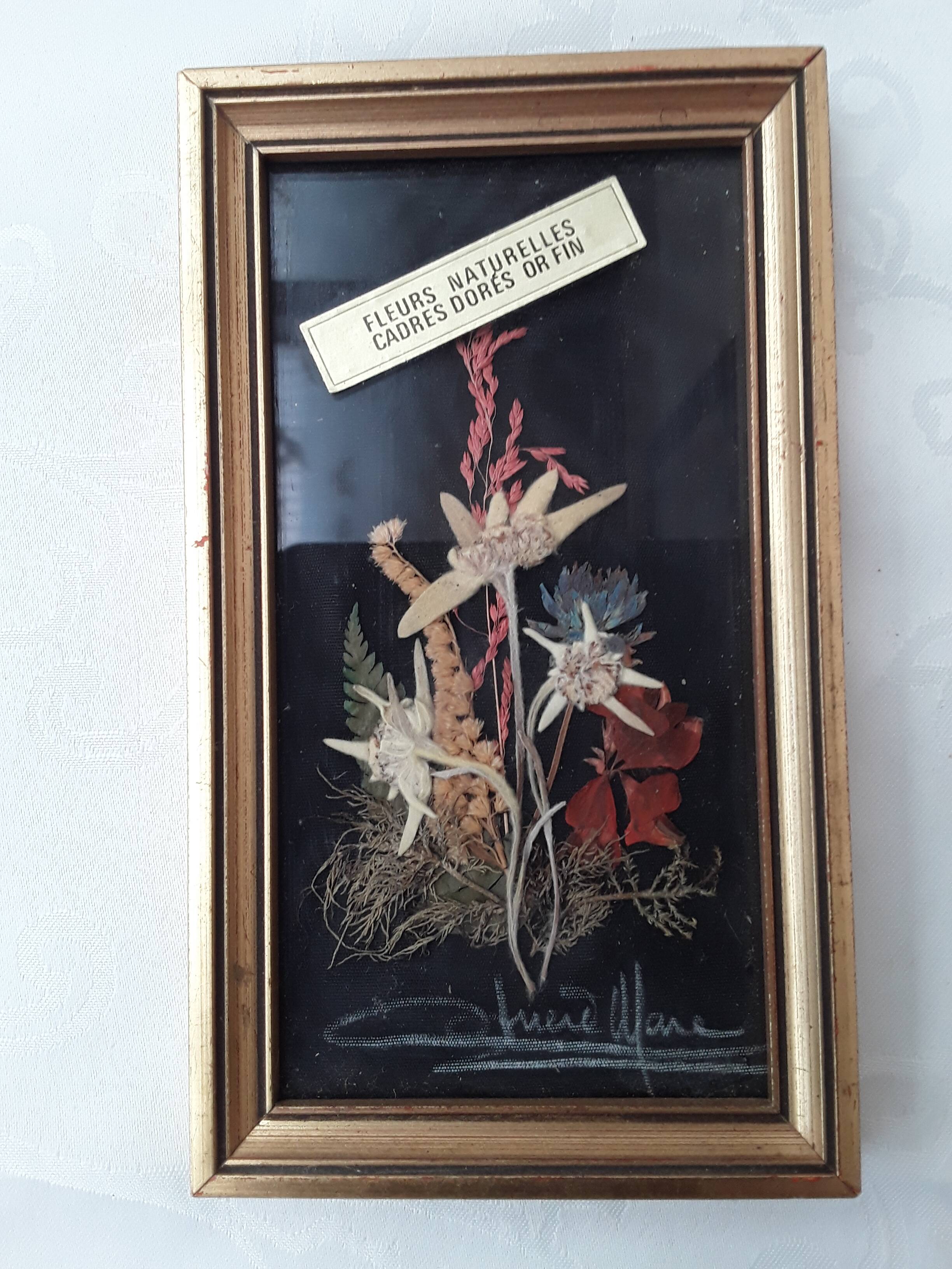 Herbarium frame under vintage glass