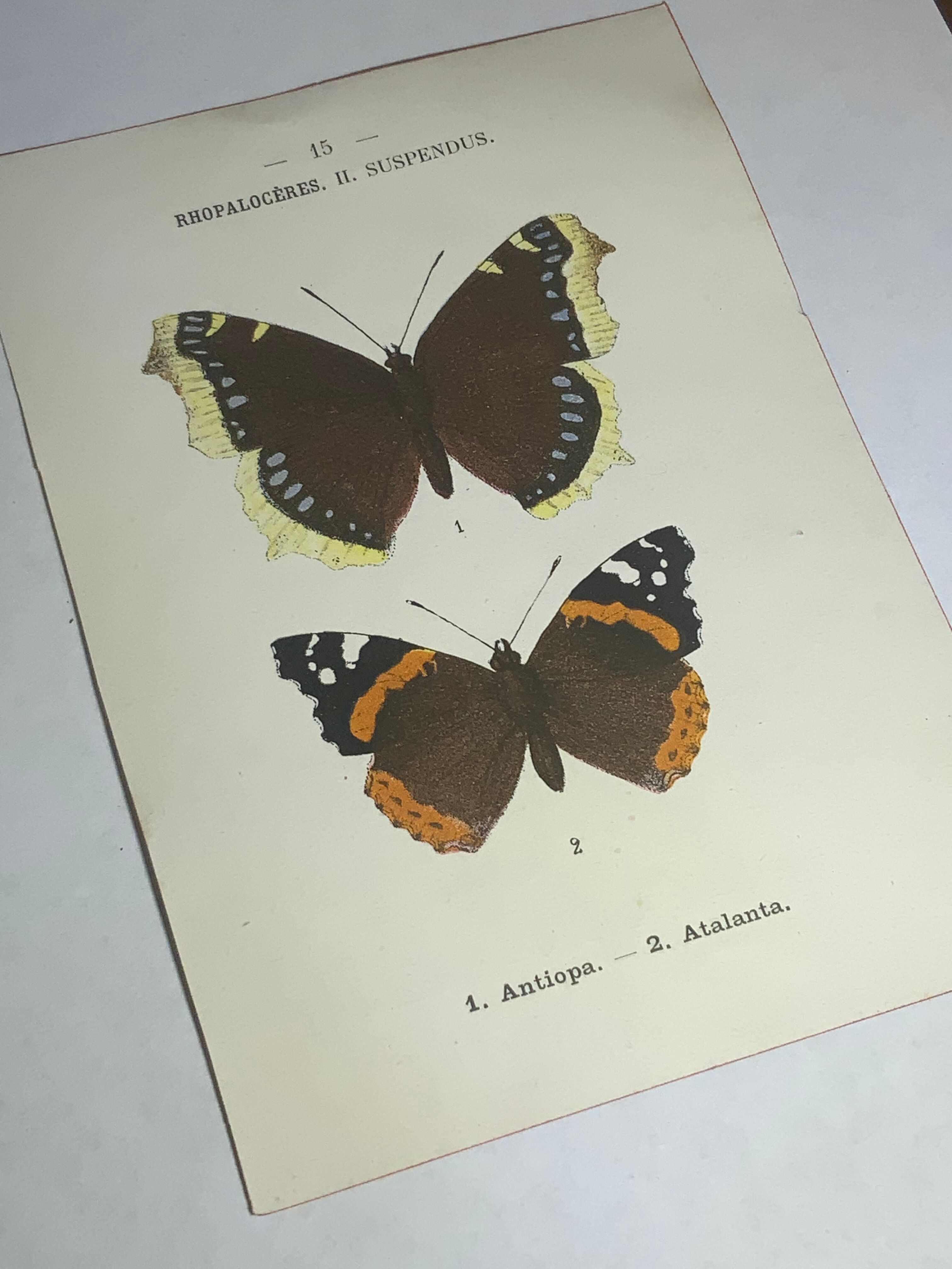 Vintage botanical plate antique butterfly engraving 1903 double-sided G. Denise