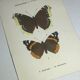 Vintage botanical plate antique butterfly engraving 1903 double-sided G. Denise