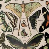 Lithograph on butterflies - 1920