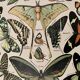 Lithograph on butterflies - 1920