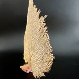 Gorgone corail ancien