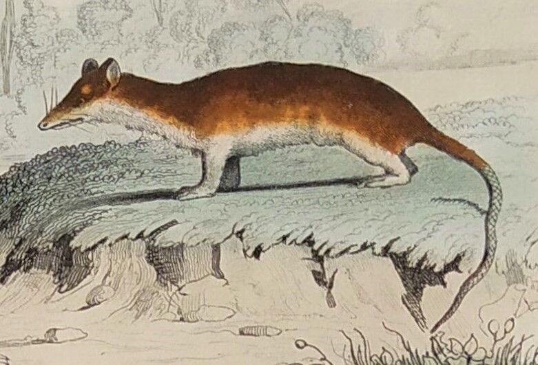 Original zoological plank " sarigues - gerboise - little grey " buffon 1838