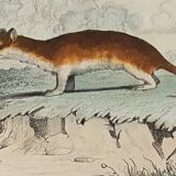 Original zoological plank " sarigues - gerboise - little grey " buffon 1838