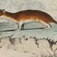 Original zoological plank " sarigues - gerboise - little grey " buffon 1838