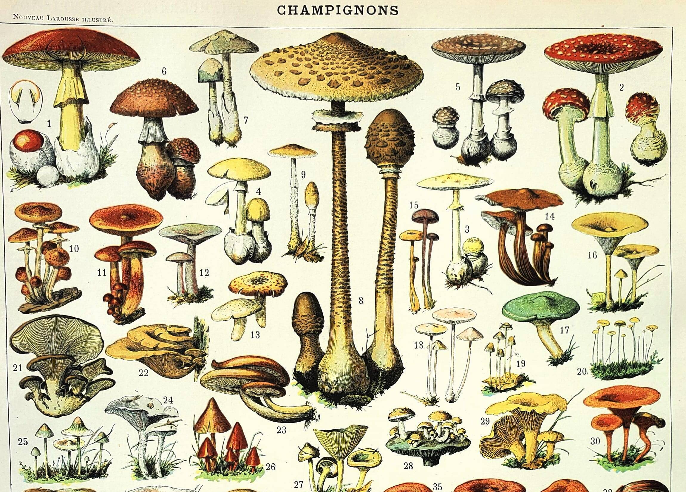 Gravure ancienne 1897 - Champignon 1 par Millot - planche vintage botanique