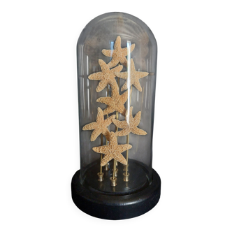 Cabinet of Curiosities globe with starfish asterias rubens