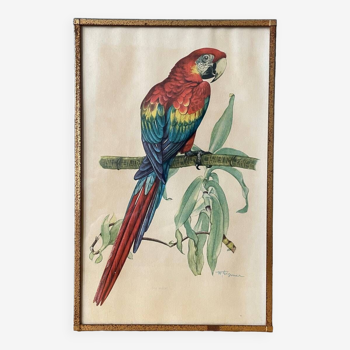Antique engraving of a Macao Ara parrot