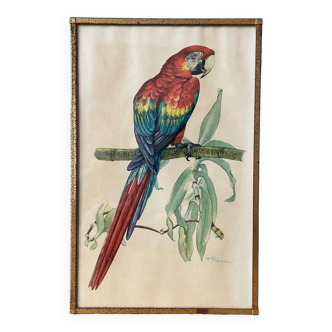 Antique engraving of a Macao Ara parrot