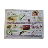 Rossignol educational poster