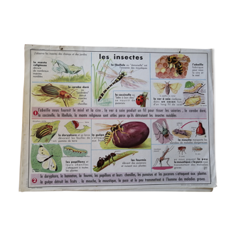 Rossignol educational poster