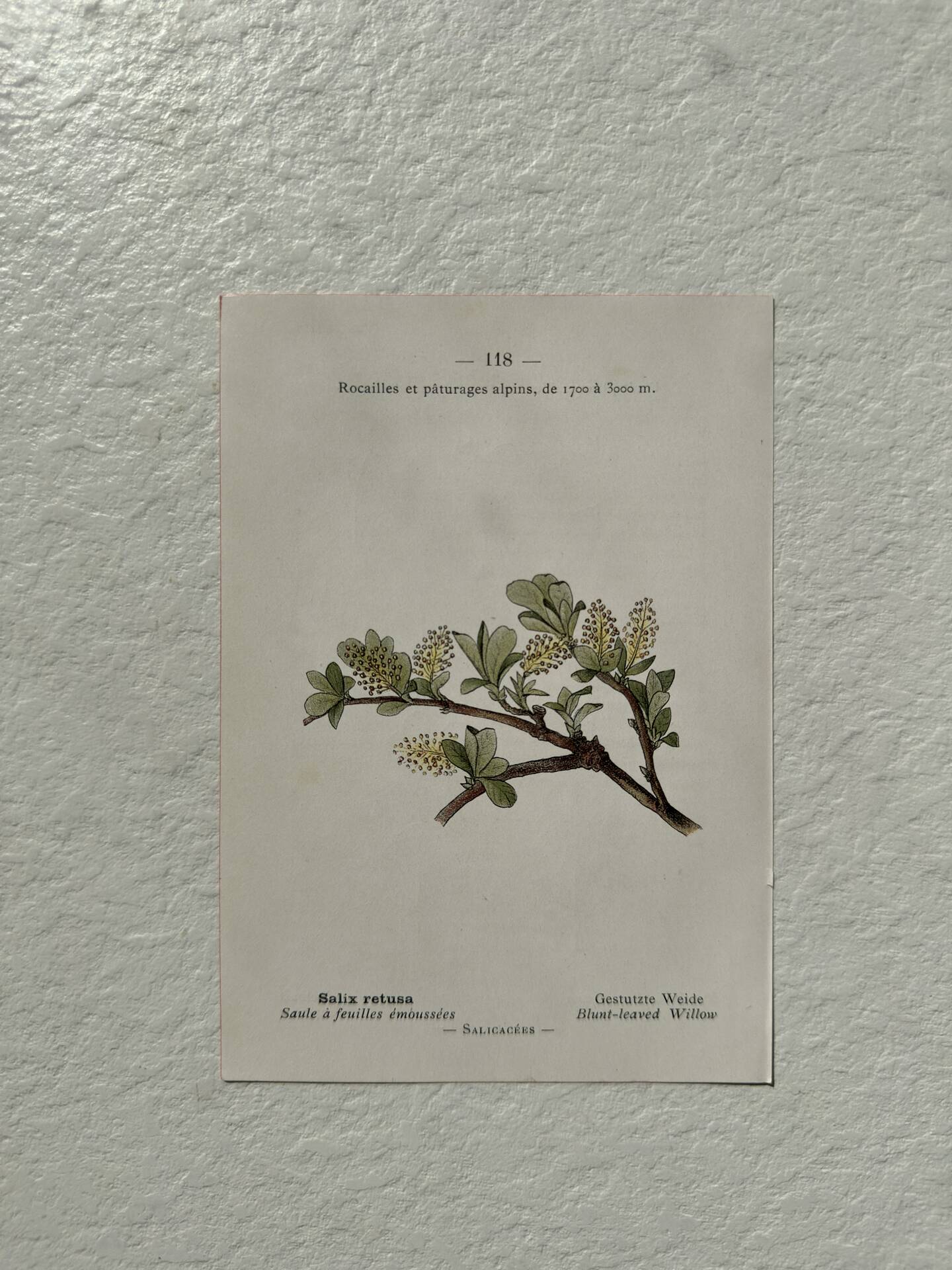 Botanical Plate 1800 Old Naturalist Engraving 19th Century Double-Sided