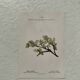 Botanical Plate 1800 Old Naturalist Engraving 19th Century Double-Sided