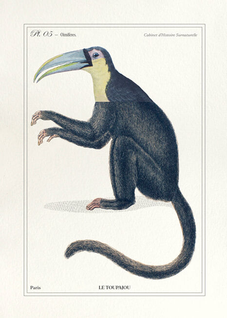 Chimera lithography animal engraving - the toupajou