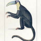 Chimera lithography animal engraving - the toupajou