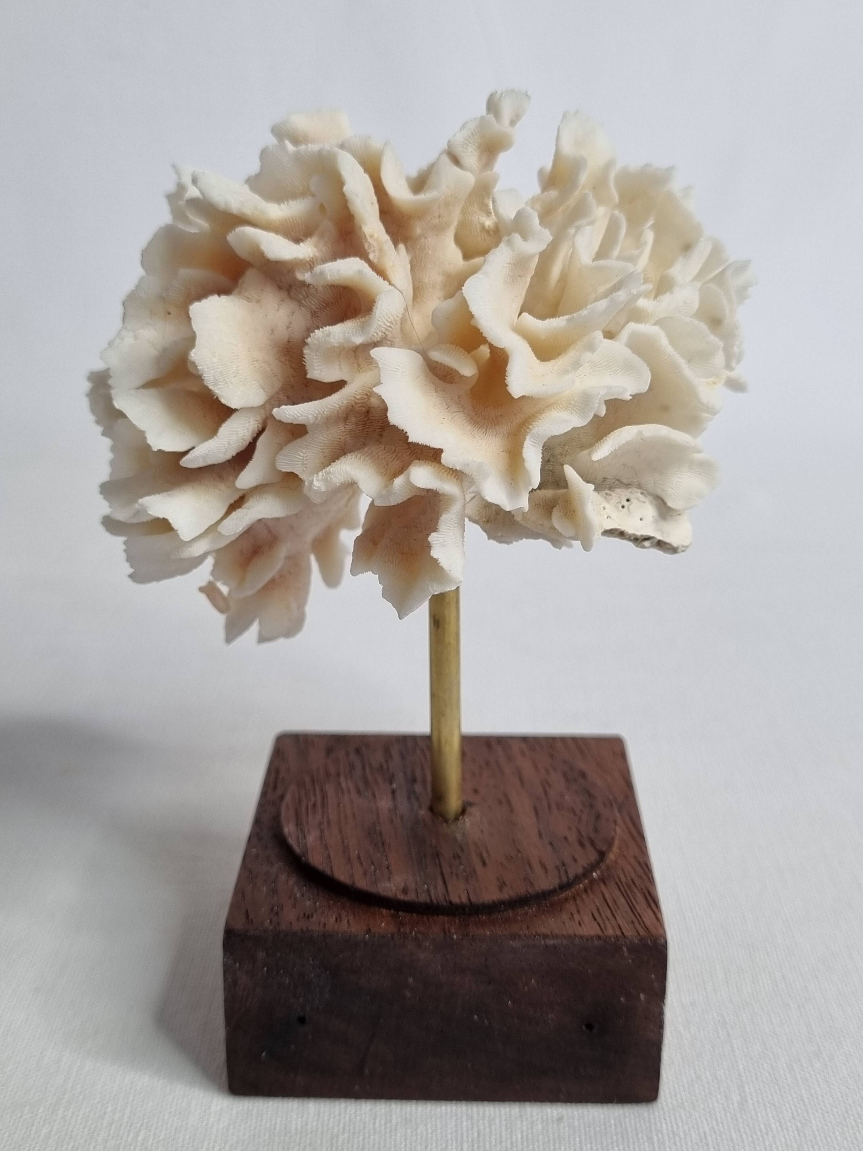 Set of four ancient white corals on pedestal, 15 cm