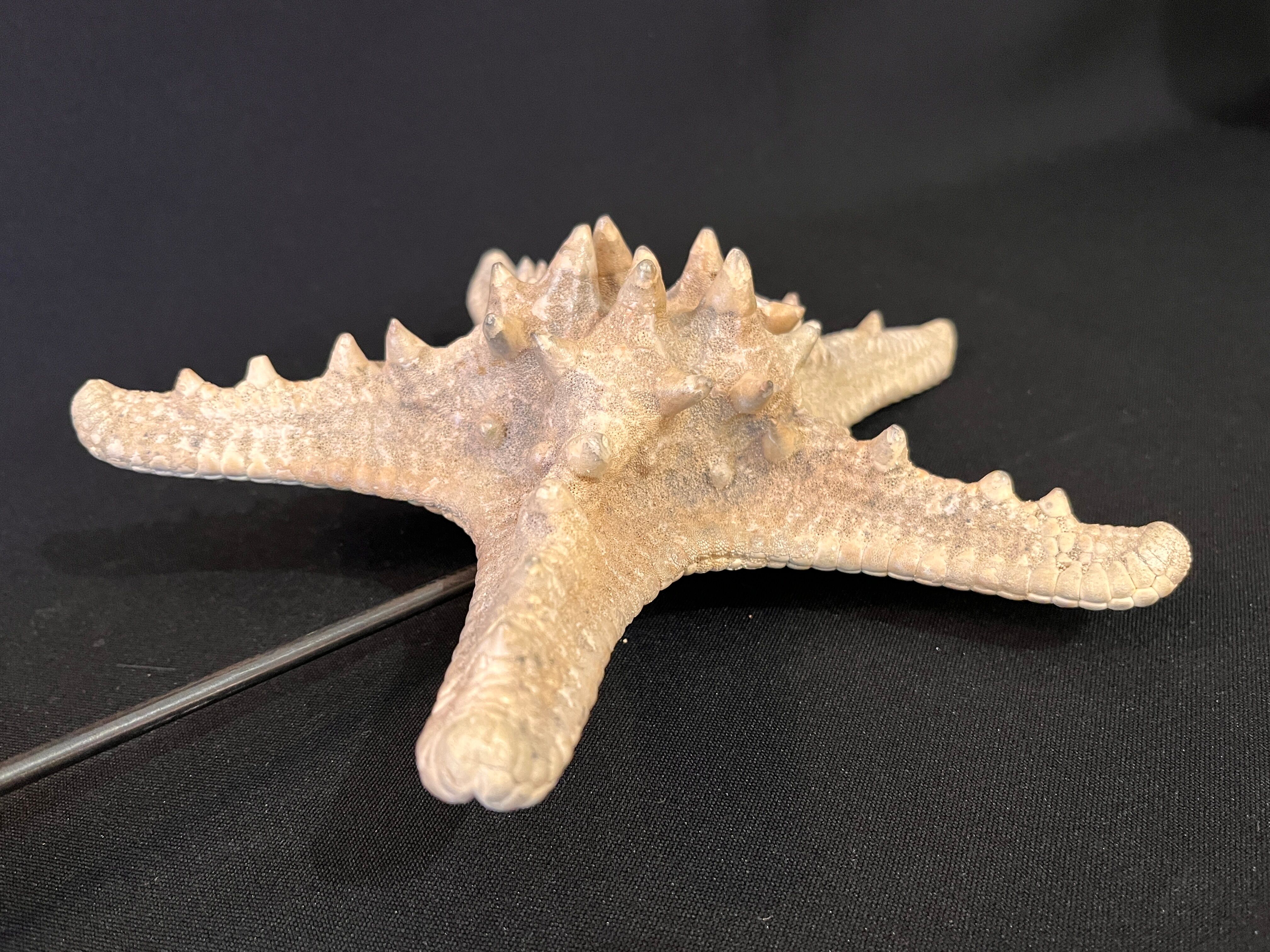Natural starfish on marble base old cabinet of curiosities vintage shell