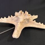 Natural starfish on marble base old cabinet of curiosities vintage shell