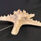 Natural starfish on marble base old cabinet of curiosities vintage shell