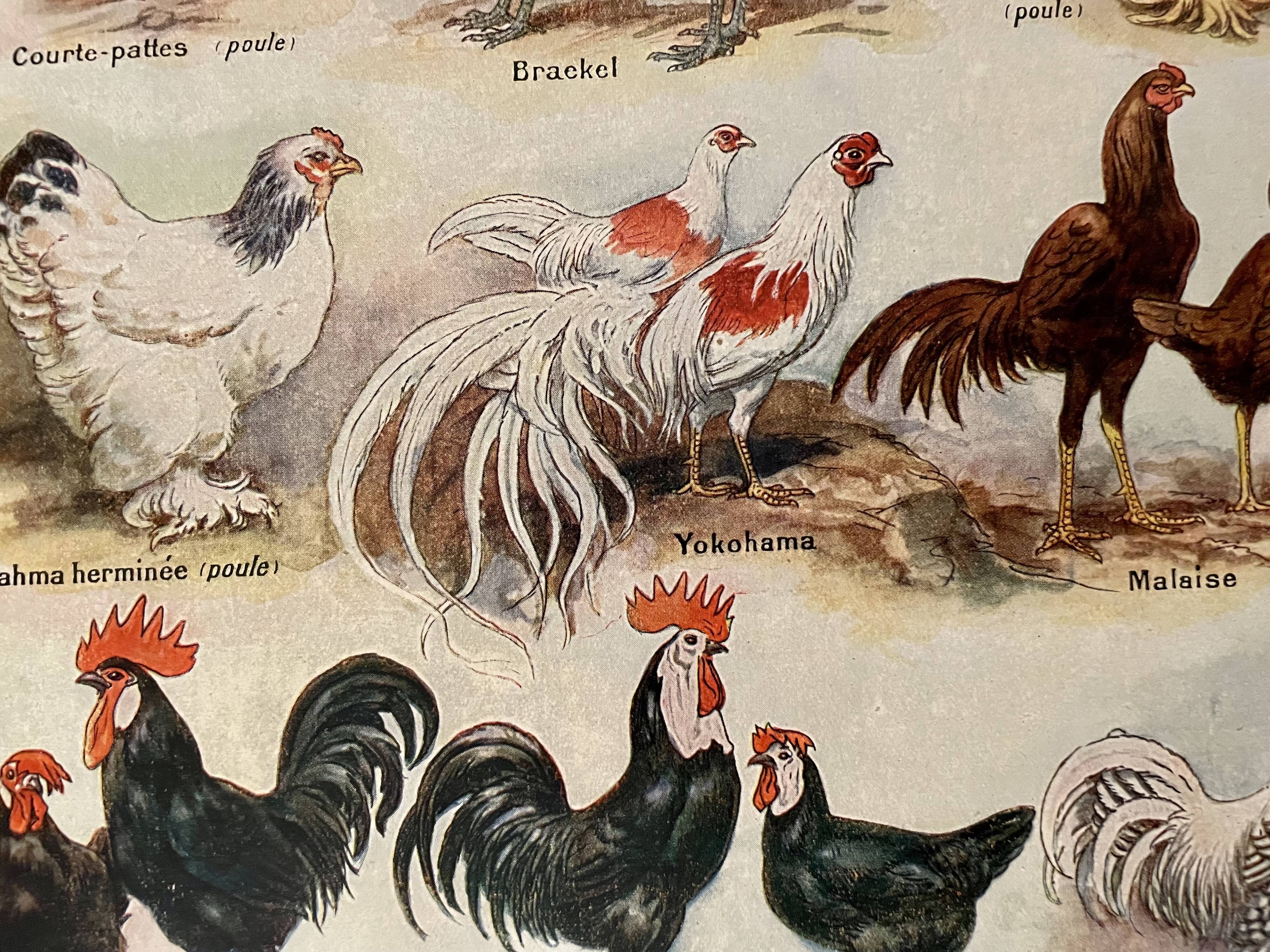 Lithograph on chickens (XXXV) - 1920