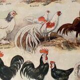 Lithograph on chickens (XXXV) - 1920