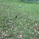 Antique Louis Philippe mirror, slightly demercurized, as is.