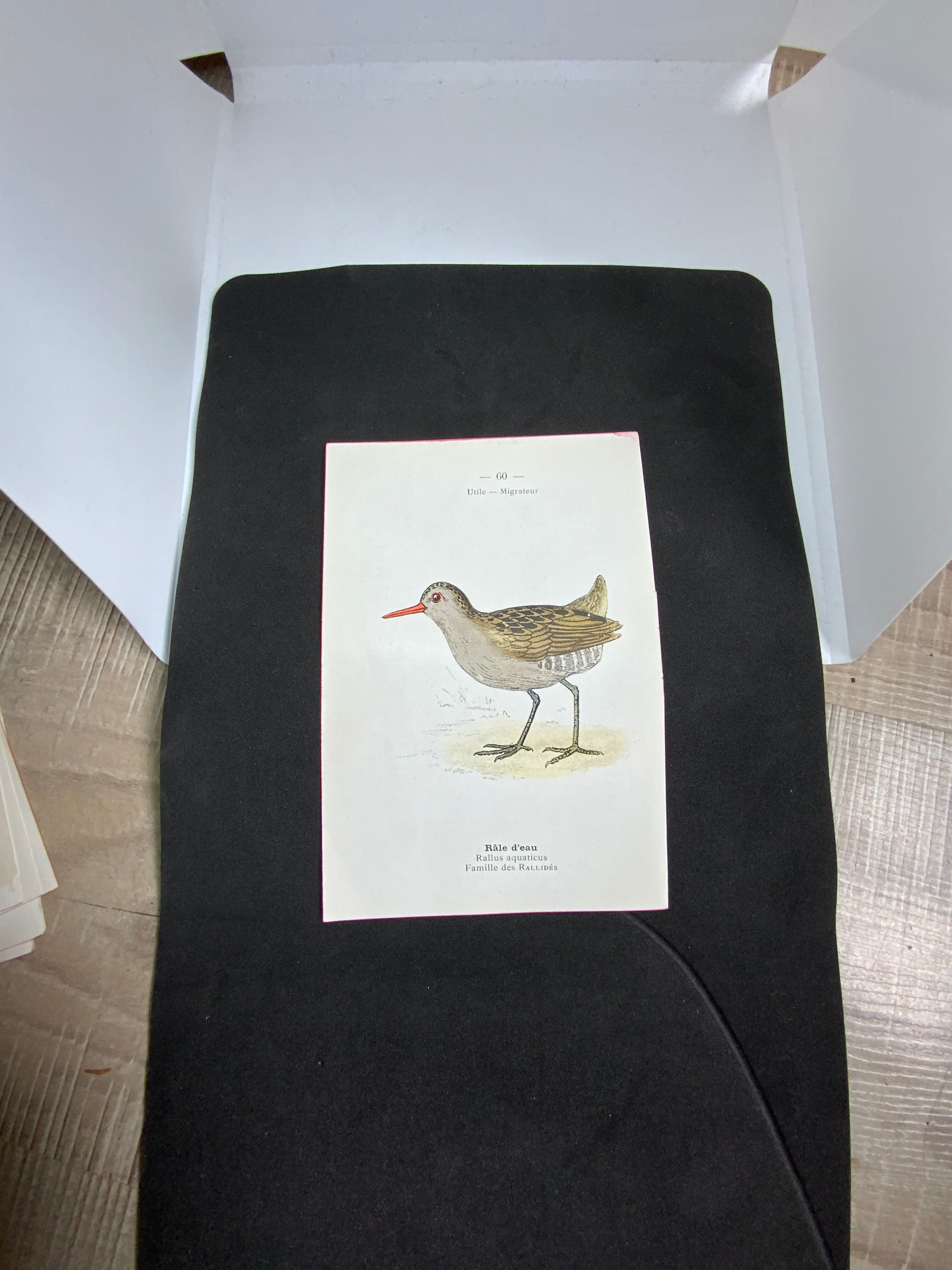 Naturalist plate old birds double-sided engraving work 1908 G. Denise