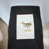 Naturalist plate old birds double-sided engraving work 1908 G. Denise