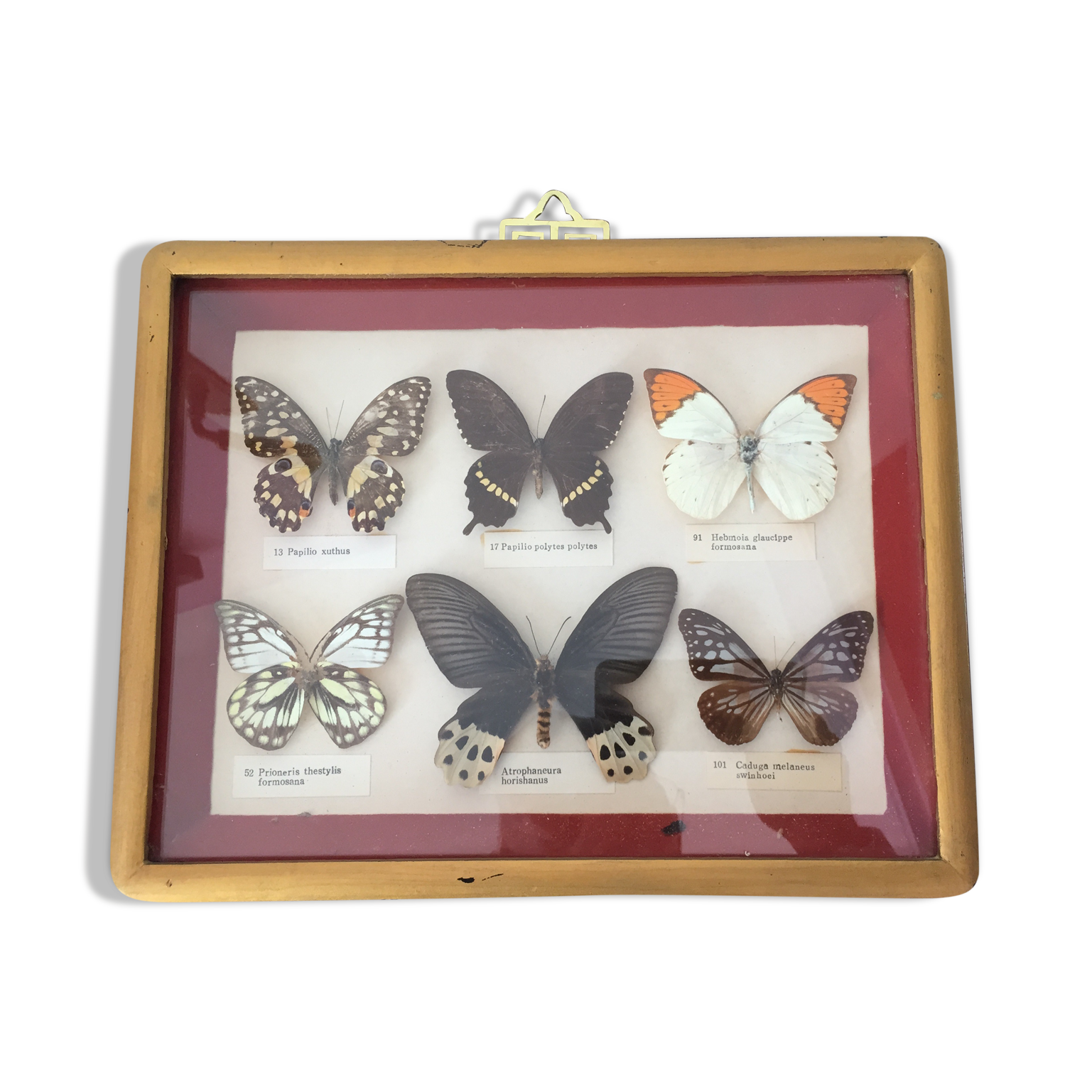 Frame of six naturalized butterflies