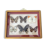 Frame of six naturalized butterflies