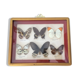 Frame of six naturalized butterflies