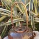 Signed vintage sandstone teapot