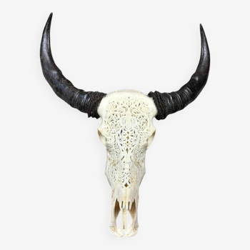 Indonesian buffalo skull