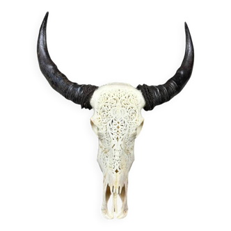 Indonesian buffalo skull