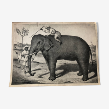 Affiche scolaire zoologique représentant un éléphant