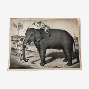 Zoological school poster representing an elephant