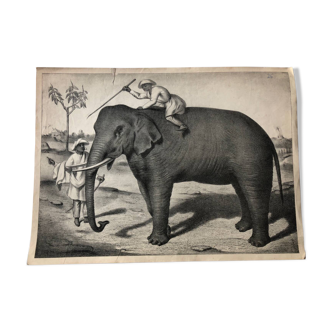 Zoological school poster representing an elephant