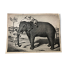 Zoological school poster representing an elephant