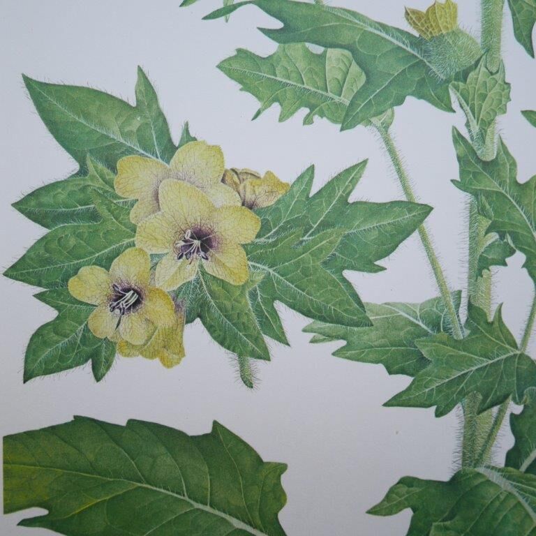 Set of 2 botanical plates Geigy, thorny apple and black henbath