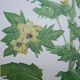 Set of 2 botanical plates Geigy, thorny apple and black henbath